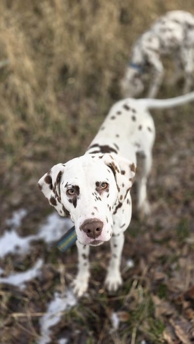 Продаются далматинцы или обмен на скот