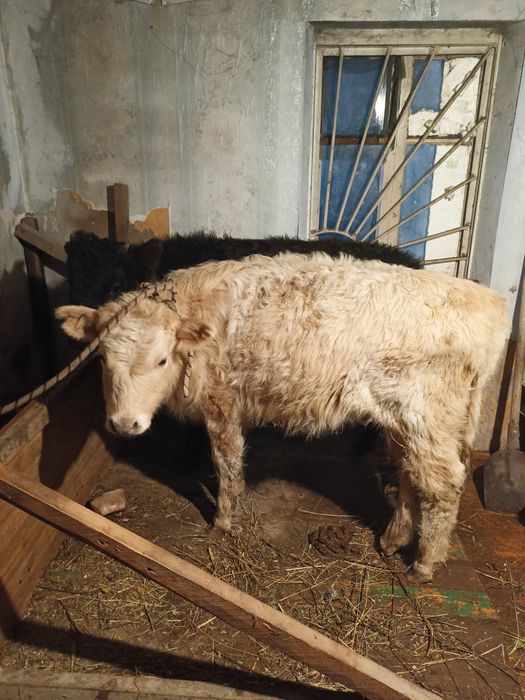 Ургашы  еки бас сатылымда