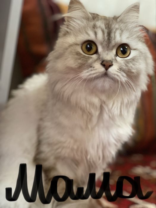 Продаются котята