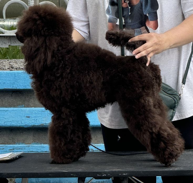 Вязка кобель «Пудель миниатюрный»