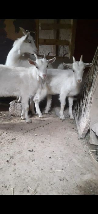 Шыбыштар сатылады ургашы