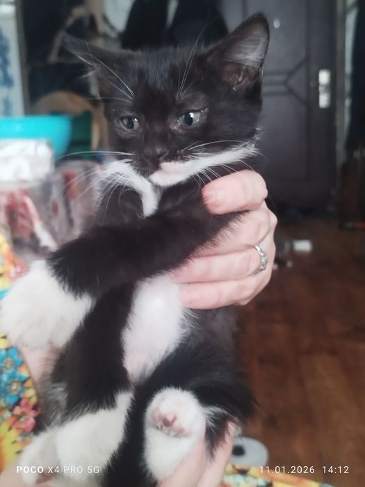 Отдам котят в добрые руки.