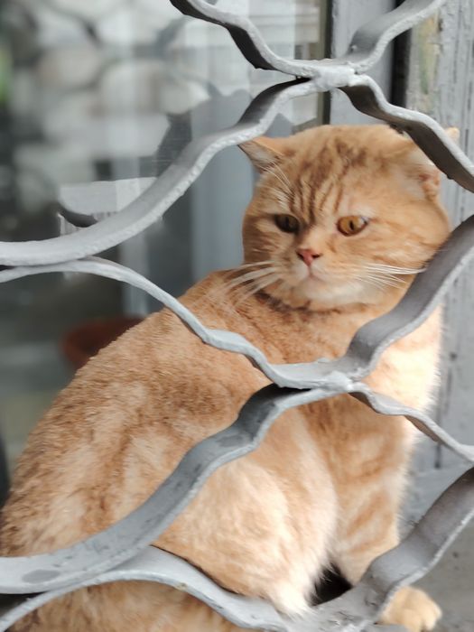 Ищет новый дом, срочно