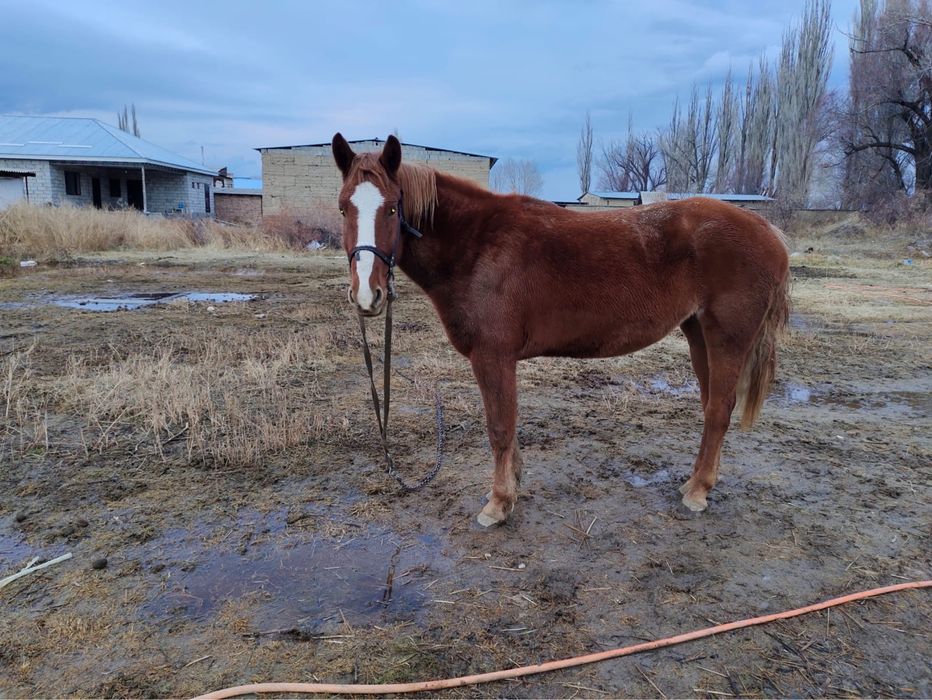 Продается лошадь (кобыла) / возраст 3,5  года
