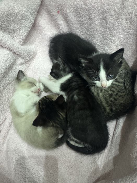 Отдам котят в хорошие добрые руки