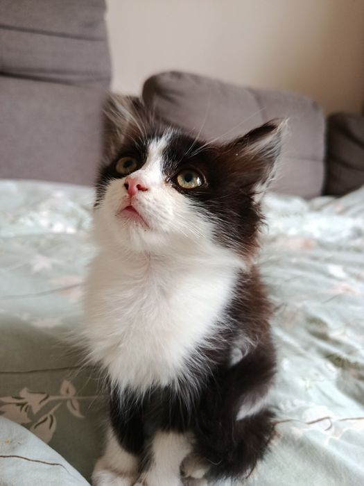 Котенок, девочка, 2 месяца