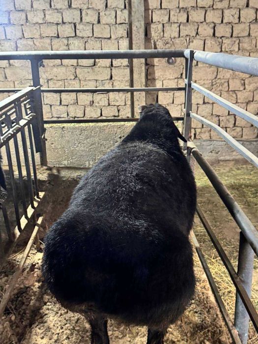 Qochqor qoy. Курбонлик ва насил олиш учун кучкорлар мавжуд