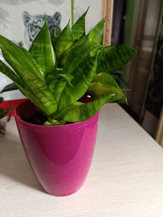 Сансевиерия Ханни