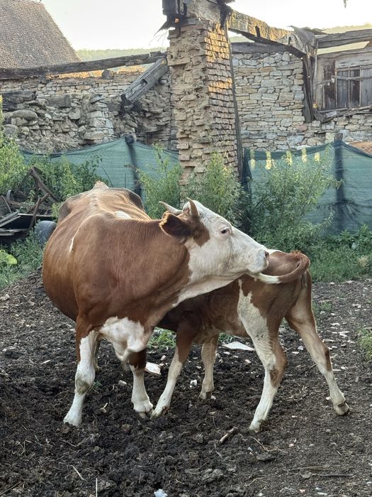 Vand doua vaci si un vitel