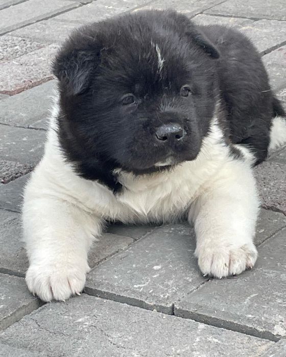 Щенки американской акиты