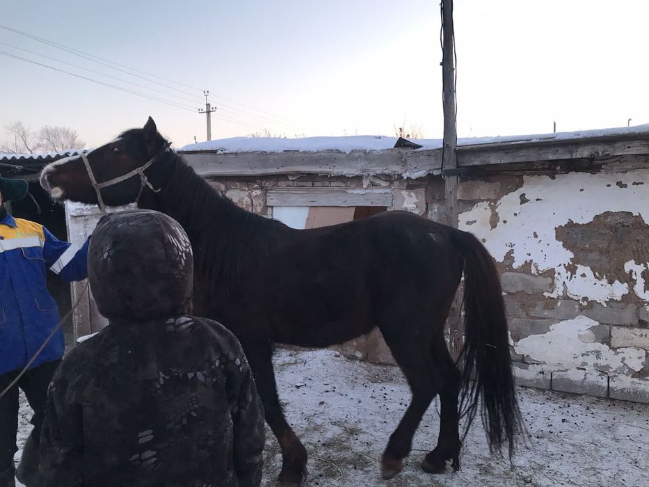 Обмен жок, чиста нал