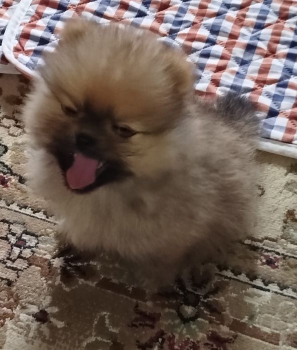 Мальчик померанского шпица