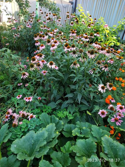 Эхинацея  цветок корни.