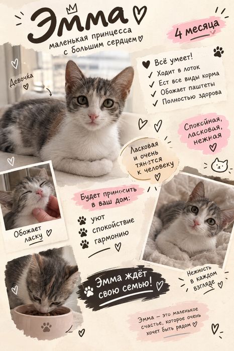 Котята - 3 месяца, девочки