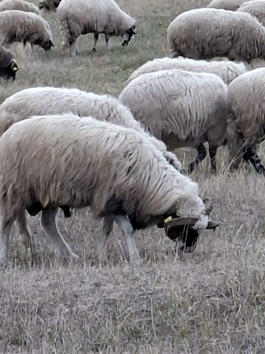 Oi, miei si capre de vanzare