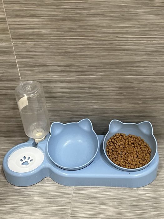 Shatl Scottish Fold mushuk кошка кот