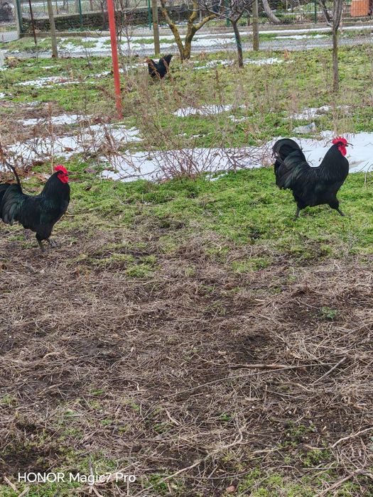 Pui de Gaina Austrolop