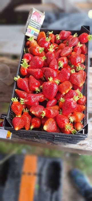 НЕВЕРОЯТЕН СВЕЖ РАЗСАД Ягоди и Малини от Произведител