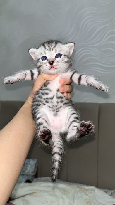 котята котята котята