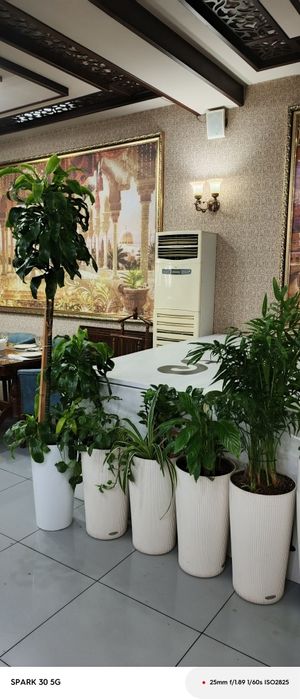 Флористика/Уход за растениями