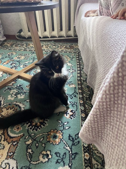 Котенок мальчик в добрые руки