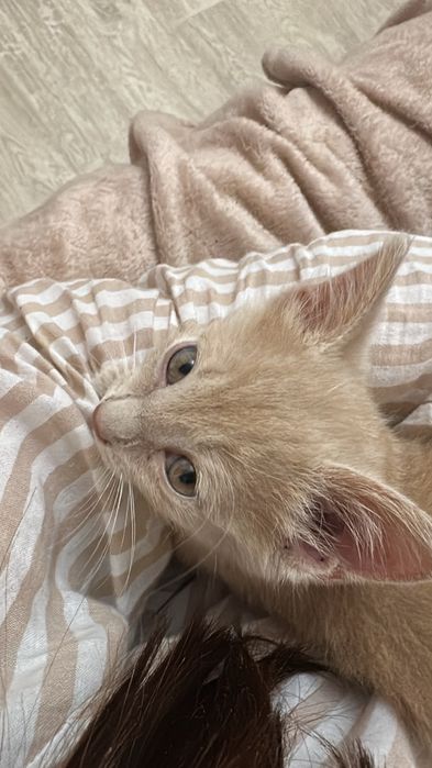 Котенок в хорошие руки
