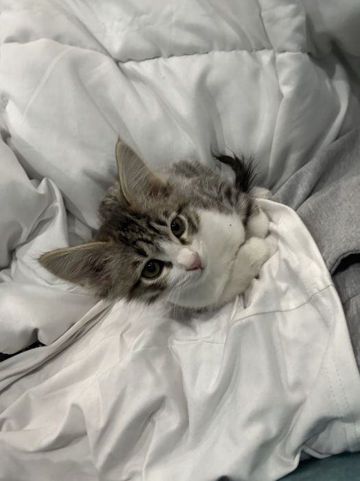 Отдам котенка даром