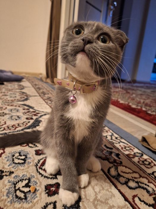 Кошка scottish fold
