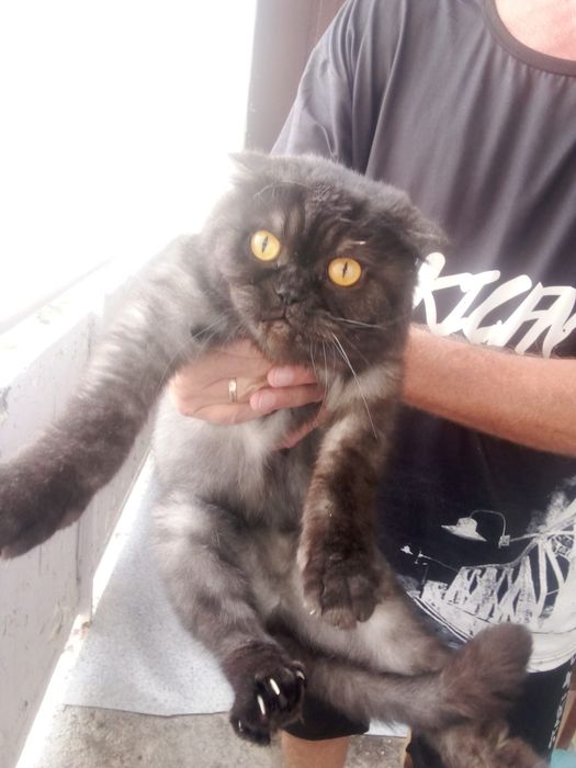 Кот в добрые руки