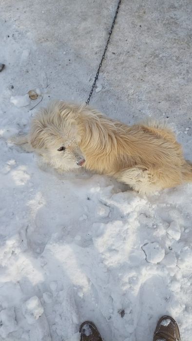 собака ищет хозяина