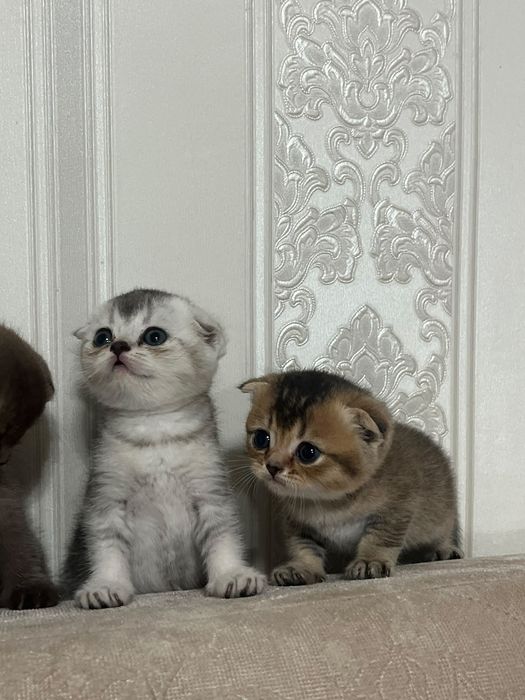 Шотландские котята