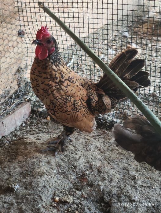 Cocoșei sebright și cocoșei pitici