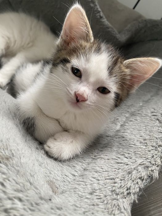 Белый котенок 2 месяца