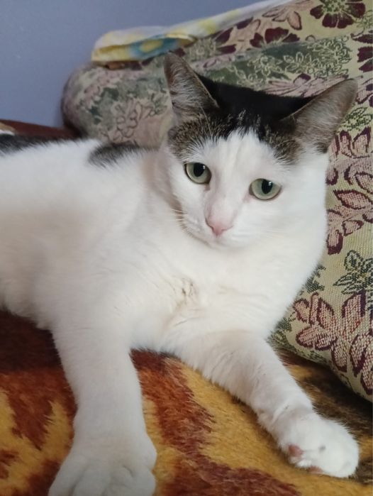 Отдам в добрые руки