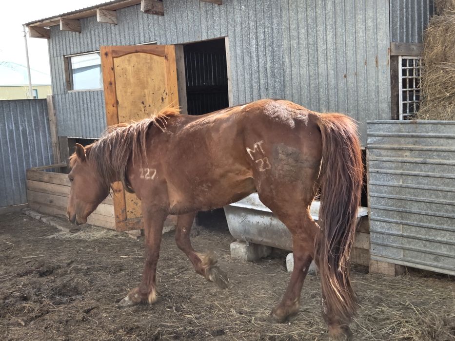 Жеребец 2023 г.р.