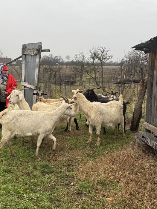 Capra sannen  tanara gestanta