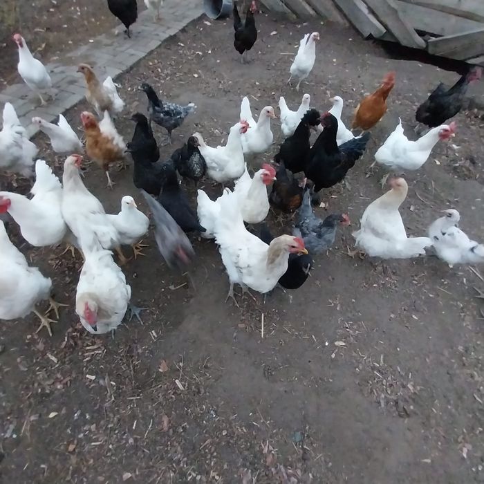 Продам молодых домашних кур.