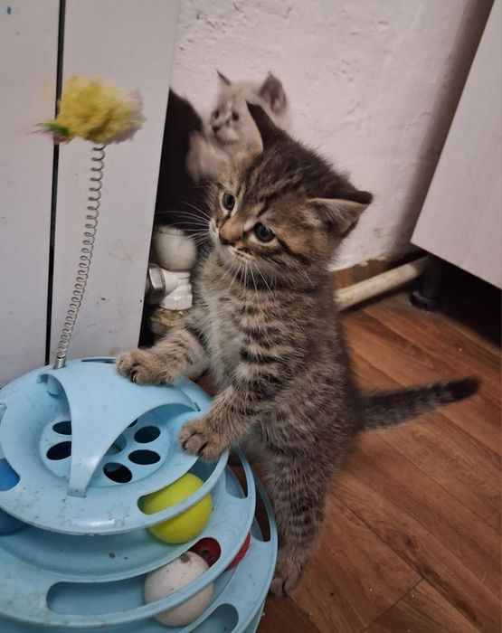 Отдам котят в хорошие руки!