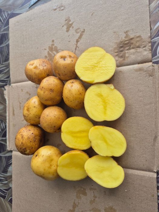 Продам семена 1я репродукция