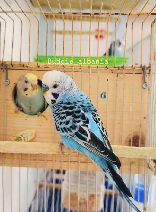 valnistila sotiladi tayyor parla