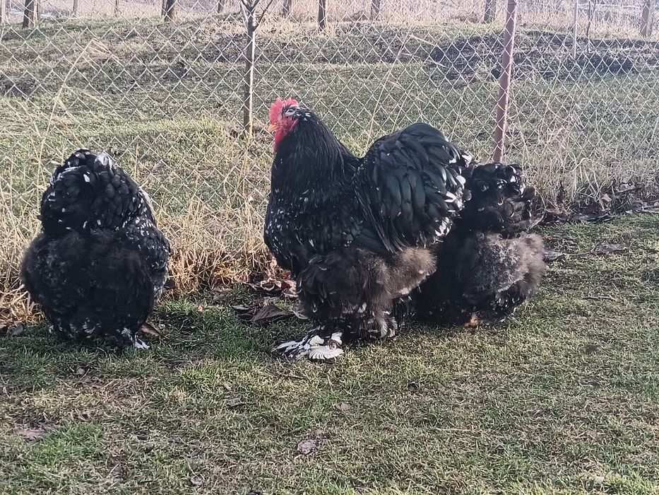 Oua incubat cochinchina uriaș