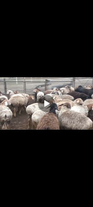 Қой сатылады тез арада