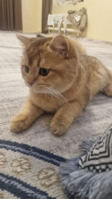 Золотая шиншилла