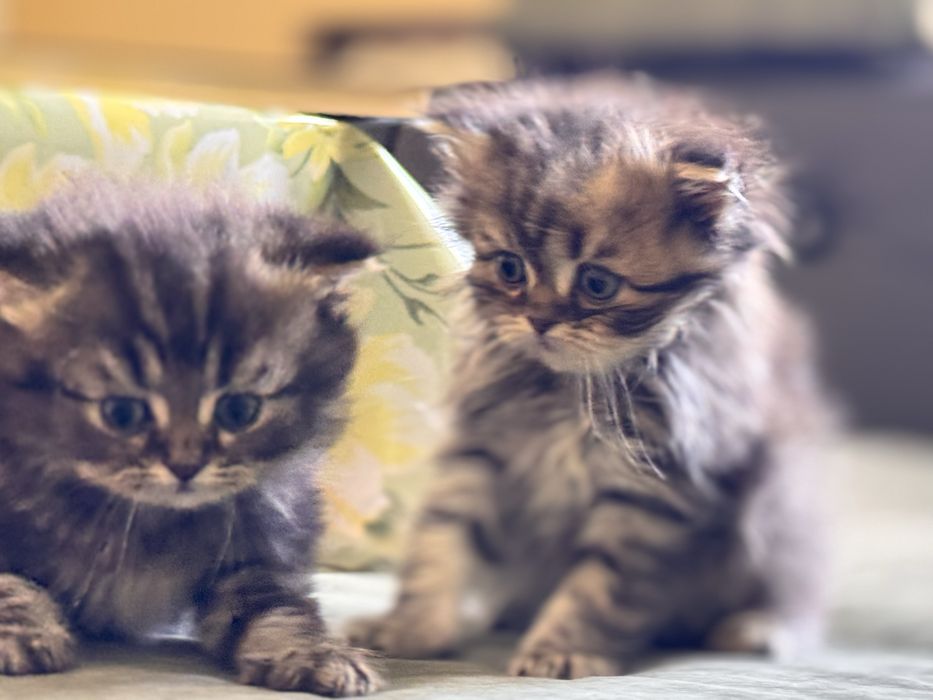 Продам котят с порлдой