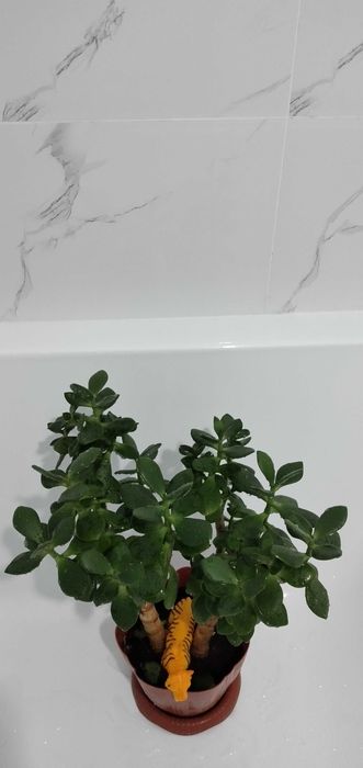 Продам денежное дерево