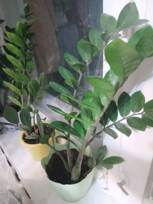 Продам замиокулькос