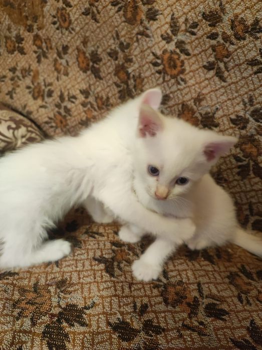 Котята в добрые руки.