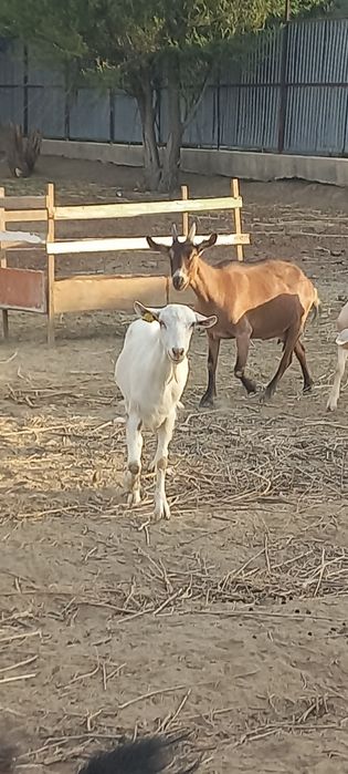 Козы и  козлята.