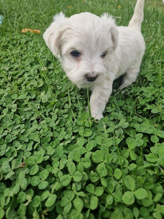 Bichon Maltez de vânzare