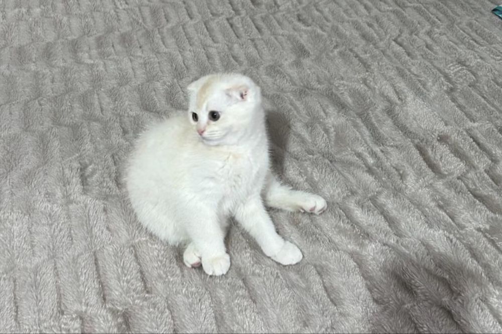 Kotyonok shinahilla fold srochna prodayotsa